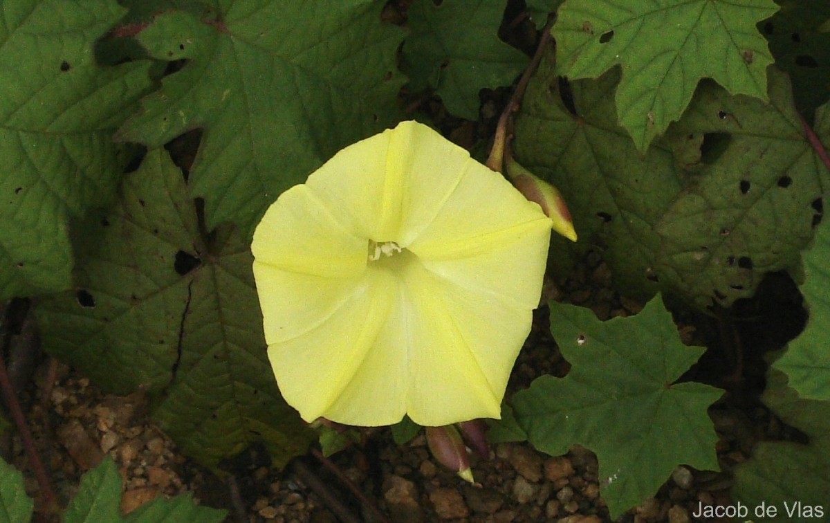Camonea vitifolia (Burm.f.) A.R.Simões & Staples
